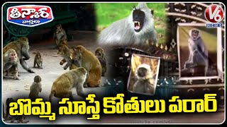 Karimnagar Colony Residents Innovative Idea To Get Rid Of Monkey Menace | V6 Teenmaar