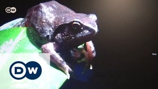 Squeaker frog: on the brink of extinction? | Global 3000