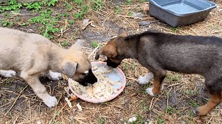 Bringing Joy and Compassion. Rescuing and Adopting Four Abandoned Animals