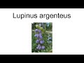 lupinus argenteus