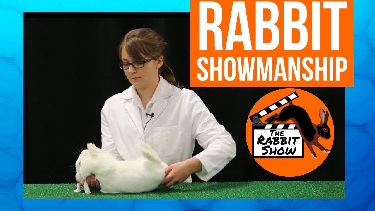 4-H Rabbit Showmanship Tutorial - YouTube