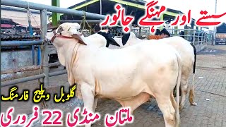 Today Multan Cow Mandi Fresh Video | Multan Mandi Aj Ki Video || Global Village Farming