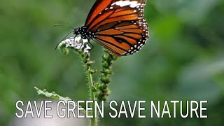 SAVE GREEN SAVE NATURE । Butterflies            সবুজ বাঁচাও প্রকৃতি বাঁচাও ।। প্রজাতি।।