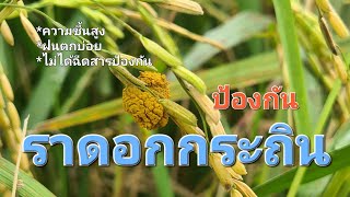 โรคราดอกกระถิน  เกิดได้อย่างไร แก้ได้อย่างไร ในฤดูนี้