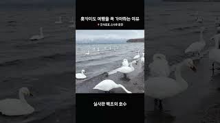 ?? : 내 꿈은 너야 백조야                       #홋카이도여행 #hokkaido #travel #swan #sunayu #lakekussharo