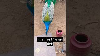 happy Holi #shorts #youtubeshorts #trending #amazing #peacock #funny #viral #krishna #music