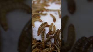 Meal worm - plastic eater.