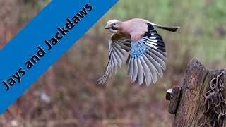 How does 12,800 iso look so good in dull miserable light? I try on a Jay in flight