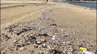 ビーチコーミング part3 貝殻拾い　海　シーグラス　beachcomber shell beachcombing beach glass