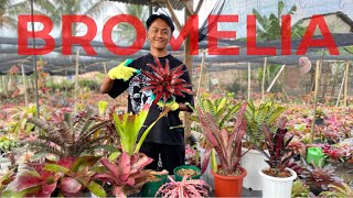 Cara Merawat Bromelia - Cokro Bromelia