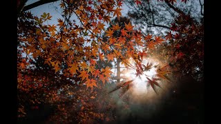 Top 5 Things to Do in Lost Maples State!