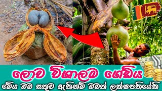 ඔබ මෙම ගෙඩිය හිමිකරු නම්, ඔබත් කෝටිපතියෙකි | The world's largest nut #new