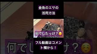 金魚のエサの意外な活用方法とは…？？ #閲覧注意 #ゴキブリ #金魚