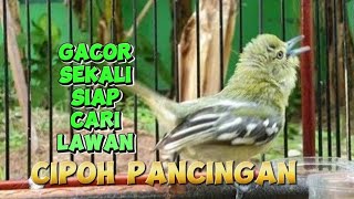 cipow gacor sekali siap cari lawan