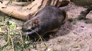 お食事するビスカーチャ　2014 0904