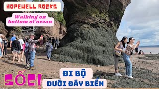 ĐI XUYÊN BANG CANADA | Đi Bộ Dưới Đáy Biển | HopewellRocks #NewBrunswick #Hopewellrocks #lowtide