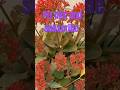 Kalanchoe plant/How to grow kalanchoe/ grow by cutting # shorts