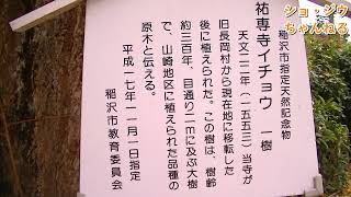 ショ・ジウ＆TOSHI楓原(TMS隊)が稲沢市祖父江イチョウ黄葉まつり2022の、祐専寺にある神木を見に行く。2022.11.20