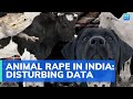 Humans 'raping' animals: 80 cases in India in 10 years; what law says; what activists want