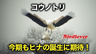 仲良しコウノトリ夫婦、ヒカルくんとレイちゃん