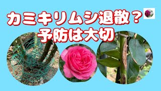 🌹カミキリムシ退散？　予防は大切ですね。🌹前回の続きからチュウレンジハバチの被害の処理もあります。概要欄もご覧くださいね👀