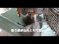 デグー飼育2日目⭐デグーのタルト⭐