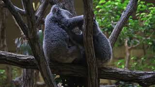 東山動植物園　コアラ　ななみ　ワトル