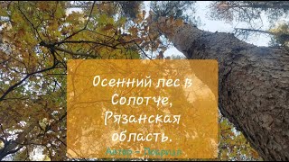 Осенний лес в Солотче, Рязанская область. Красота и гармония природы, успокаивающее видео.