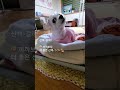 😁산책 갈까❓️했더니 😍강아지 이쁜짓 🌈펫로스 증후군 pet loss syndrome shorts