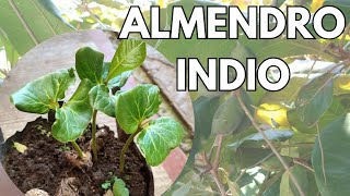 COMO REPRODUCIR  ÁRBOL  ALMENDRO || 🌳 Árbol #1 en Sombra