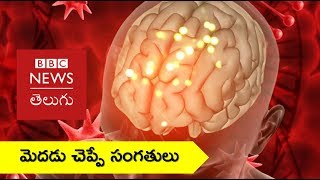 Have you ever seen the real human brain?- BBC News Telugu