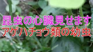 ナガサキアゲハとクロアゲハの幼虫　昆虫の心臓　擬態