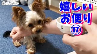 嬉しいお便り⑰【ヨークシャーテリア専門犬舎チャオカーネ】