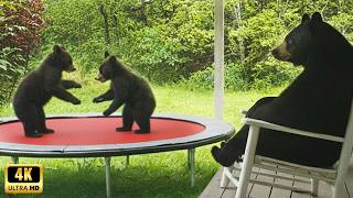 When Animals Think No One’s Watching 😂 Funny Animals Caught on Camera
