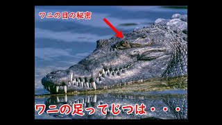 【ゆっくり】【生き物】みんな知ってた？　ワニの秘密