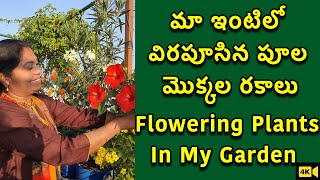 మా ఇంటిలో ఉన్న అన్ని రకాల మొక్కలు|Flowering Plants In My Garden\u0026 Home|Beautiful Blooming Flowers|TTH