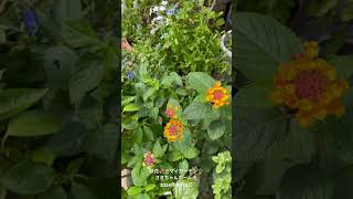 【HD動画】2024年10月8日  秋の花が咲いています。 #flowers #garden #癒し#自然 #naturelovers #薔薇は美しく散る #ばらの花 #rosegarden