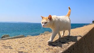 防波堤を歩く猫「YouTubeの人連れてきたよ」