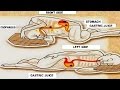 This Is Why You Should Sleep on Your Left Side This Is Why You Should Sleep on Your Left Side