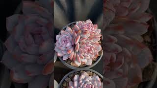 Echeveria Yu Furong  #succulents #succulent #suculentas #succulentlove #greenhouse #echeveria