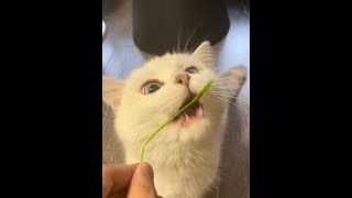 不大聪明的样子#谁能拒绝傻憨憨的小猫咪 #吃猫草的猫 #萌宠出道计划