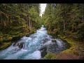 Relaxing River Sound With Bird Songs In Spring. Life in nature relaxing to sleep