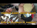 Magiging sisiw o fertile ba ang itlog kahit feeds lang ang pinapakain?