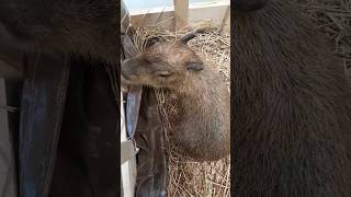 คาปิบาร่าหรือกะปิปลาร้า น่ารักดีค่ะ #ไปกับshorts #capybara