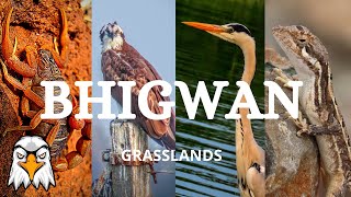 Bhigwan Wildlife Series | Part-1 Grasslands | Common kestrel , Scorpion , Fan-throated lizard | Pune