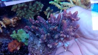 Acropora millepora pink coral gandalf