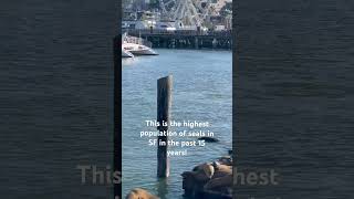 Seals at Pier 39