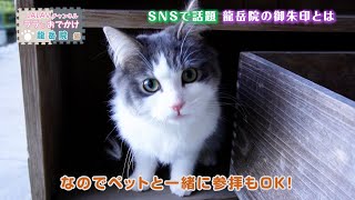 【SNS話題】猫の御朱印で人気のお寺「龍岳院」へ！看板猫とご対面！編