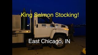 Chinook (King) Salmon Stocking in East Chicago Marina, East Chicago, Indiana 4/24/2023