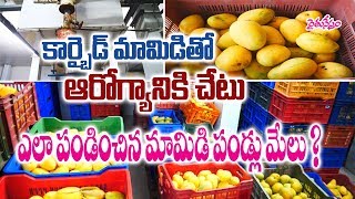 Mango ( Fruits ) Ripening in Ethylene Gas Chambers || మామిడి పక్వానికి ప్రత్యామ్నాయ పద్ధతులు